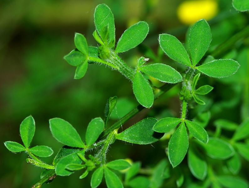Cytisus scoparius