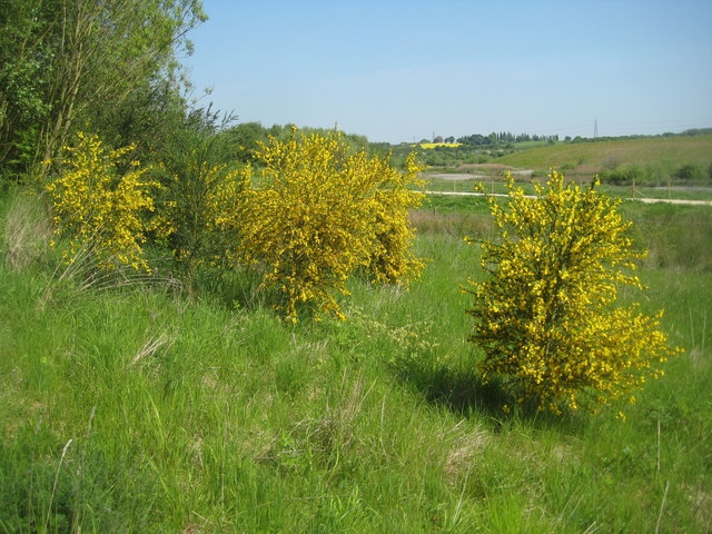 Cytisus scoparius