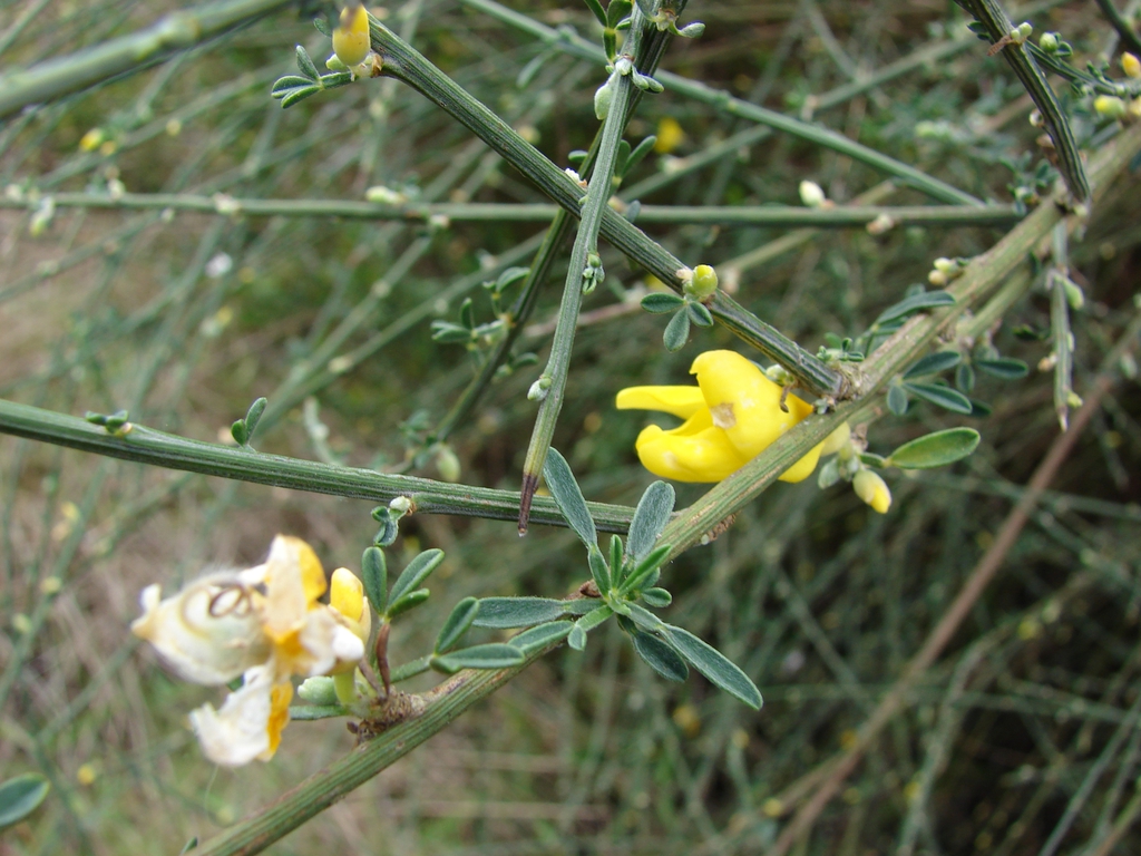 Stem and Leaves
