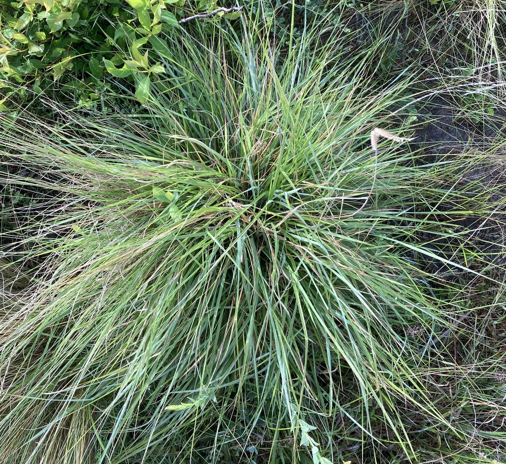 A large green and brown grass clump from above with broad leaves