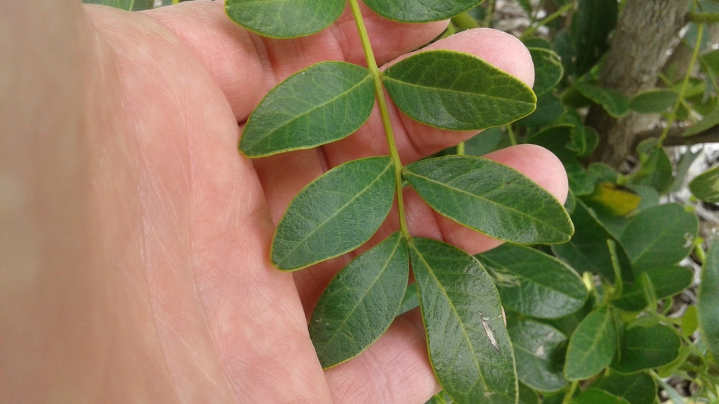 Leaves on March 7 in Houston, Texas