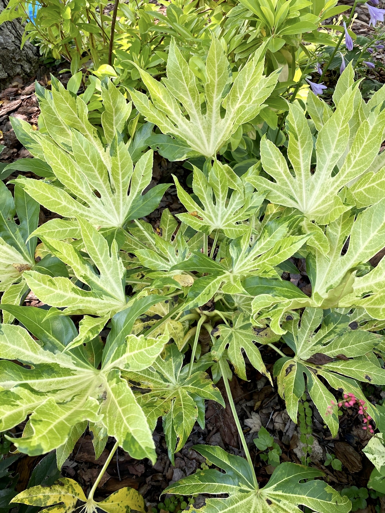 Leaves irregularly variegated with pale green blotches.