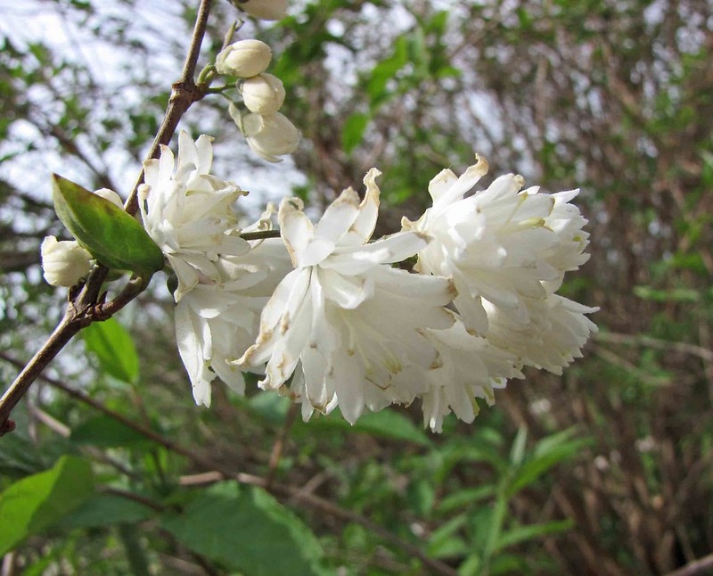 Cluster of white, double flowers