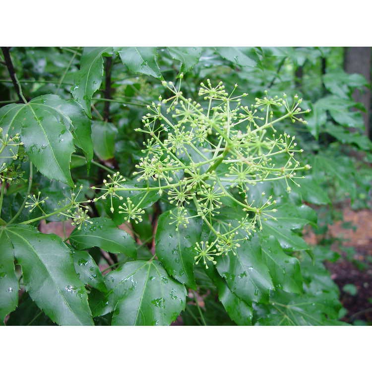 Dendropanax trifidus
