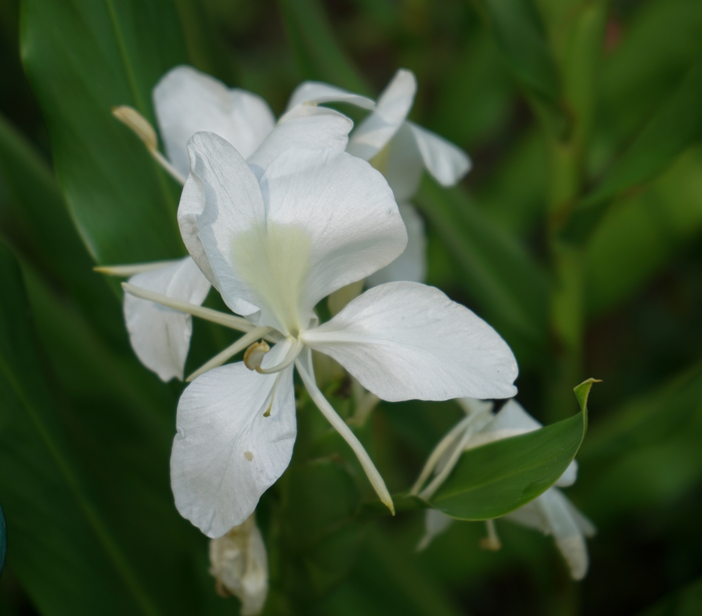 Cluster of white flowers atop strappy foliage