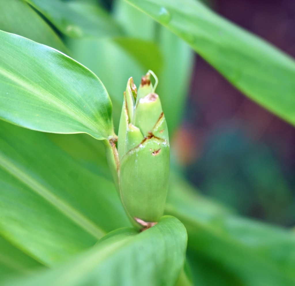 Terminal spike covered in overlapping green bracts.
