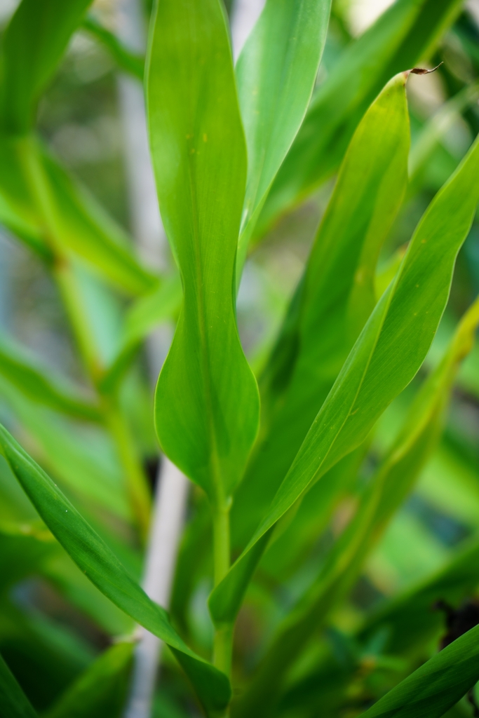 Alternate, simple, entire leaves