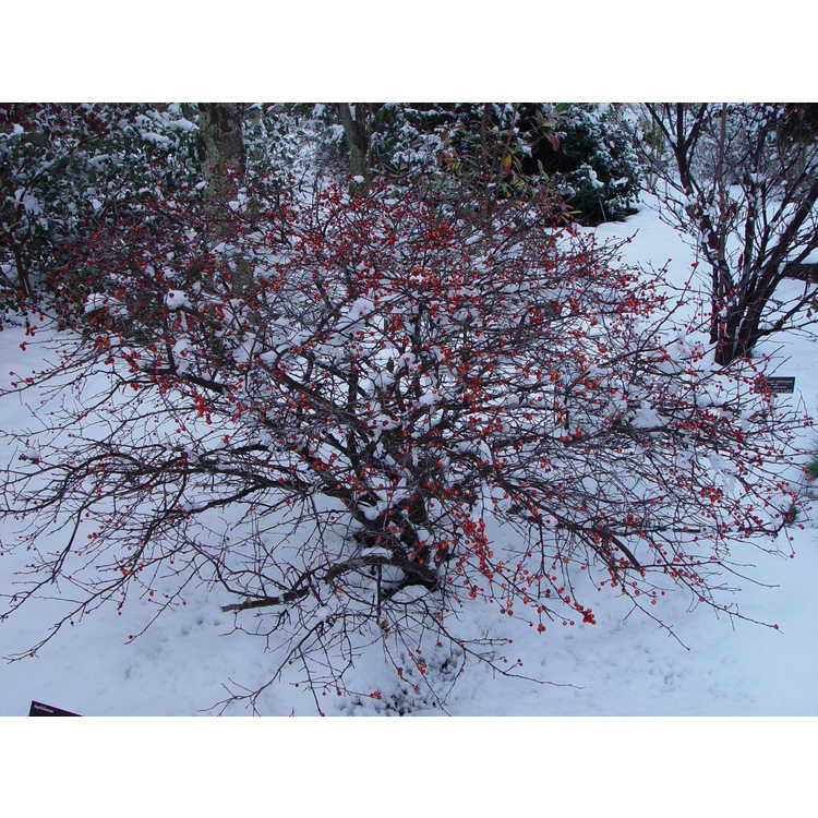 Winter Form