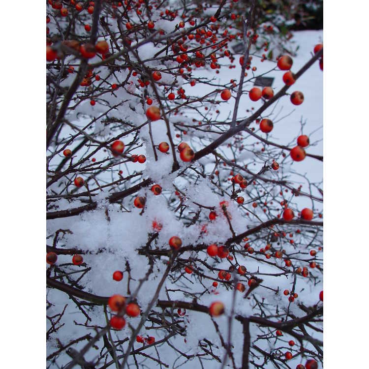 Fruit in Winter