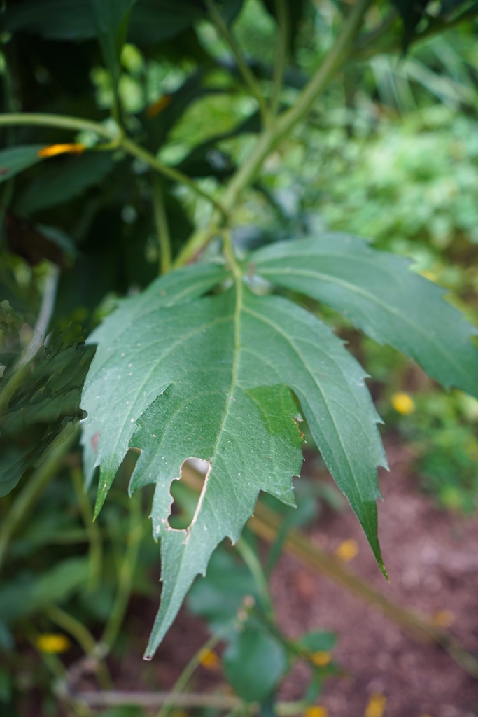 coneflower leaf