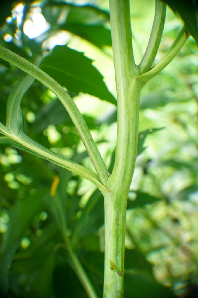 Coneflower stem
