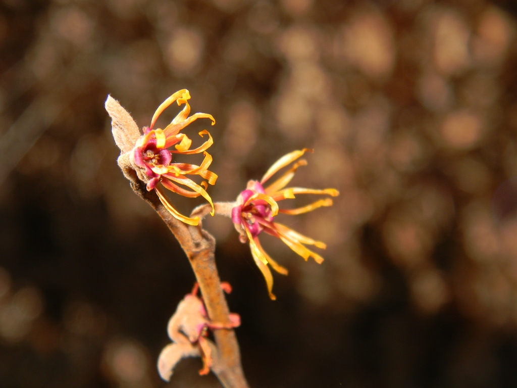 Orange flowers with pale orange ribbon-like petals.