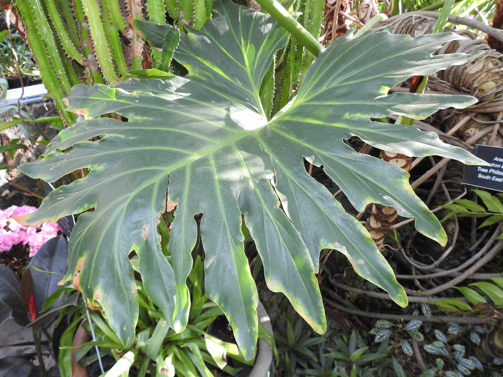 Leaf blade