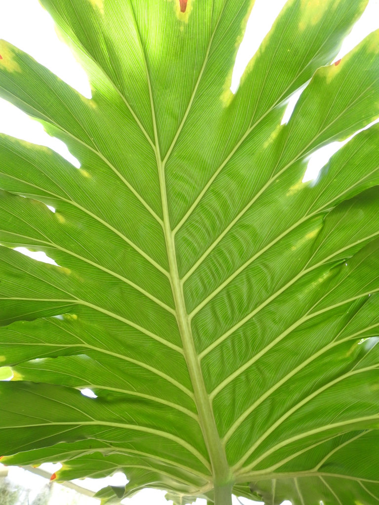 Underside of leaf