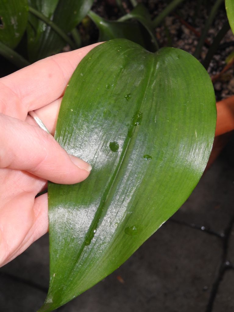 Leaf