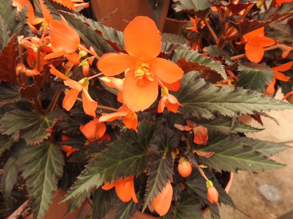 Flowers