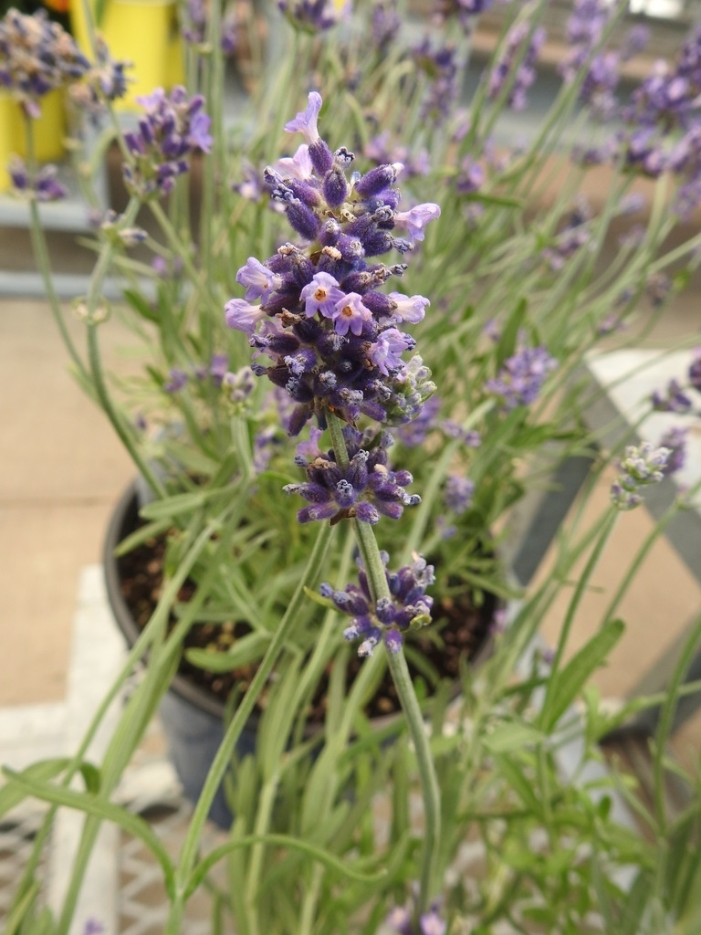 Closeup of Flowers
