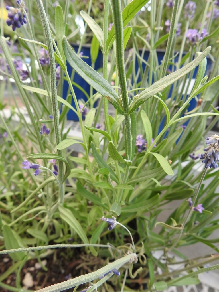 Opposite Leaves