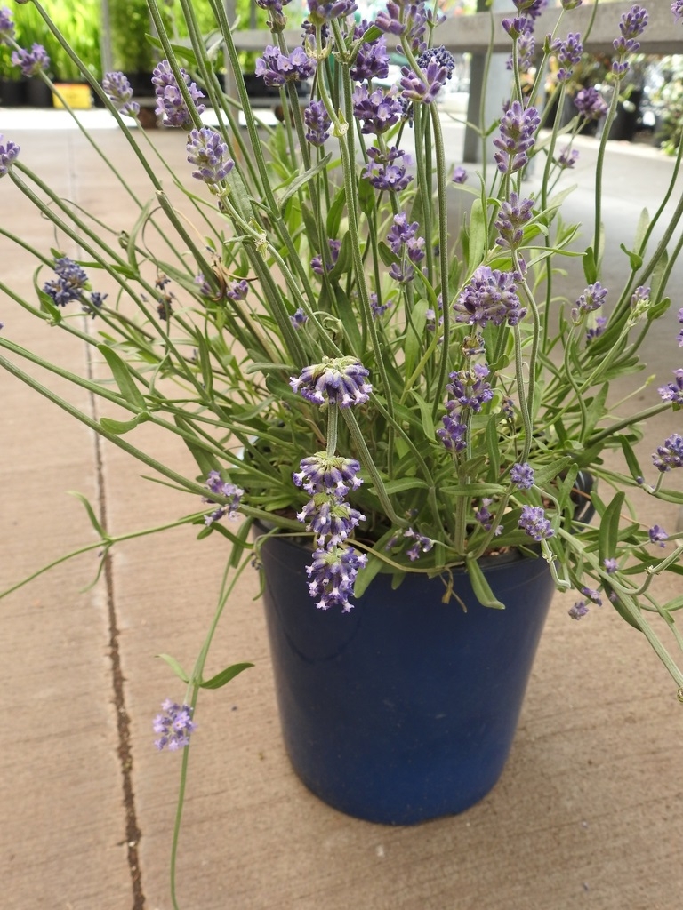 Does well in containers