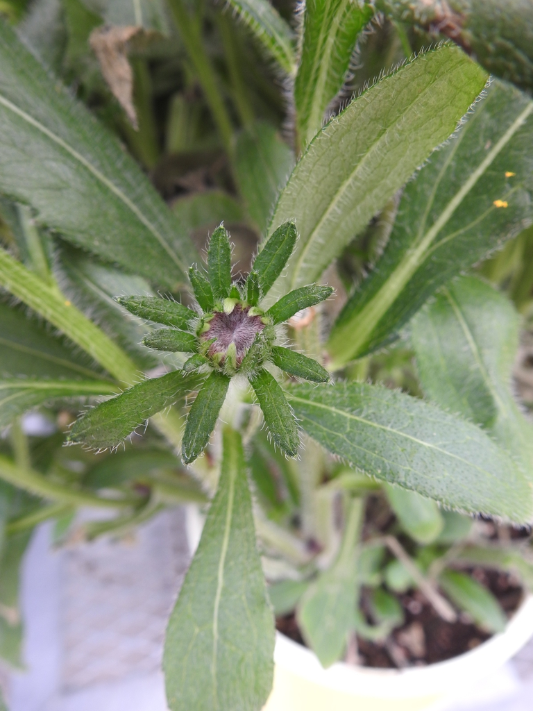 Flower bud