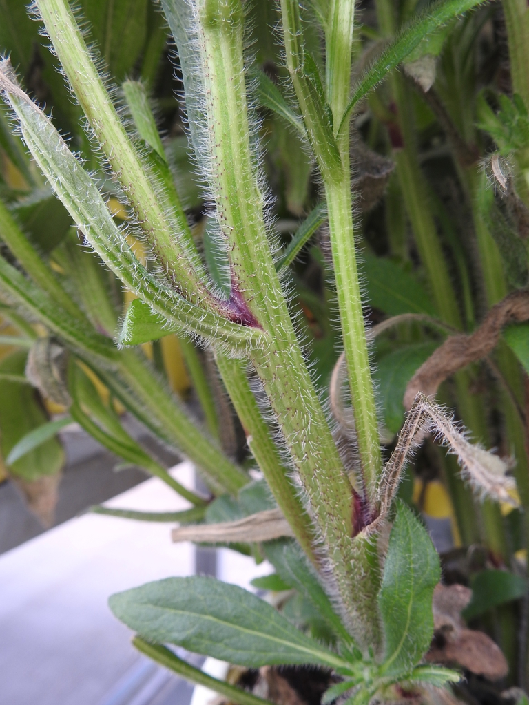 Stem is purple where it branches.