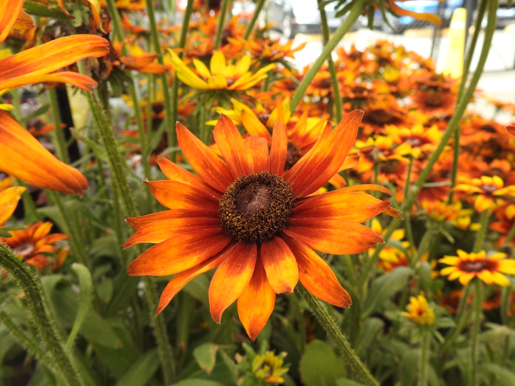 Flowers