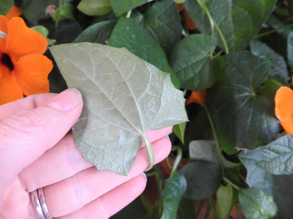 Underside of leaf