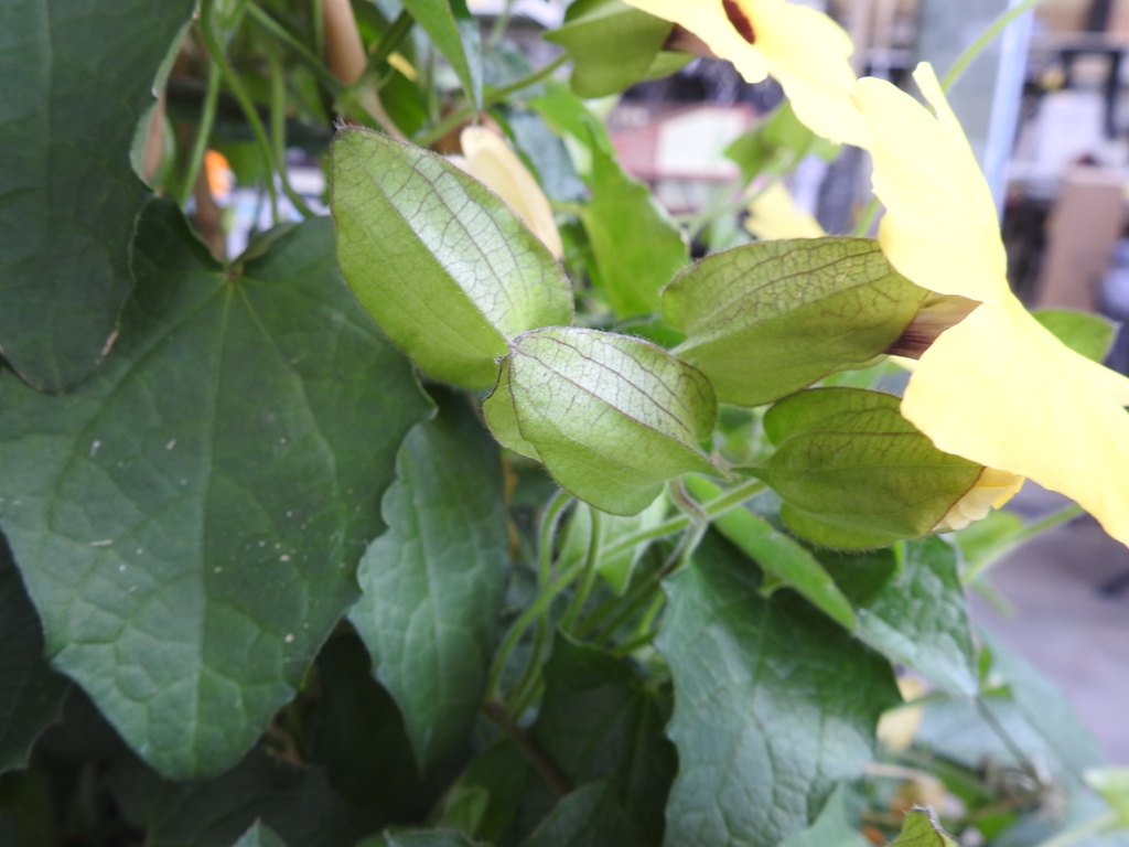 Bracts at the base of the flowers