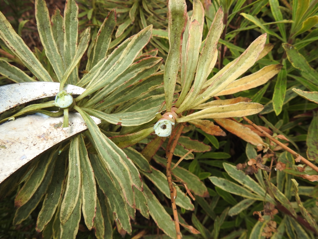 Milky sap exudes from pruning wounds.