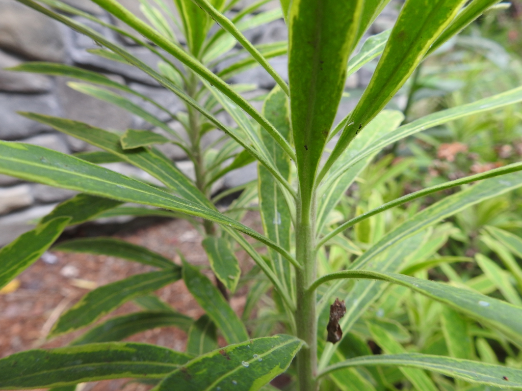 Whorled leaves