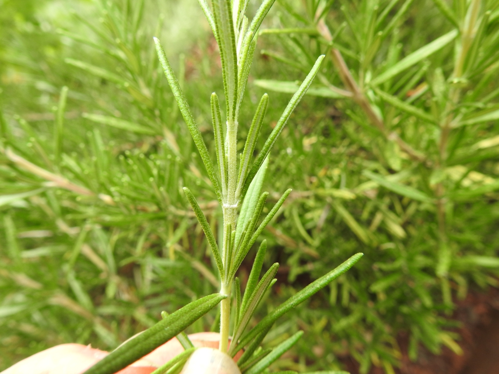 Leafy branch with opposite, needle-like leaves