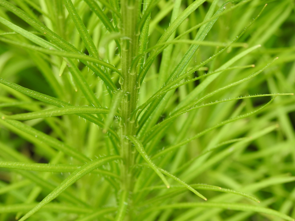 Whorled leaves along the stem.