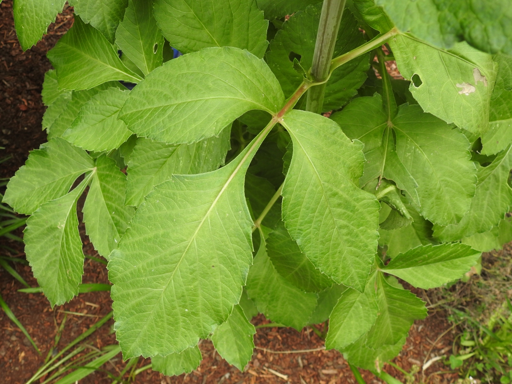 Compound leaves