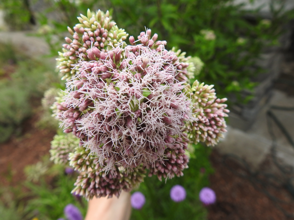 Inflorescence