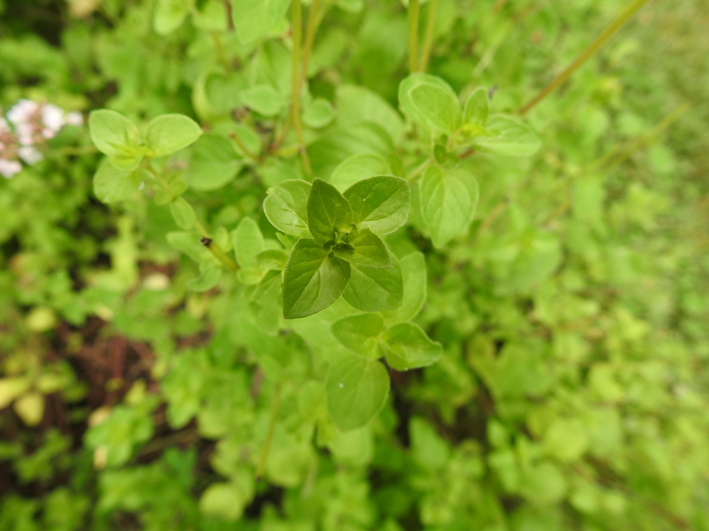 New leaves