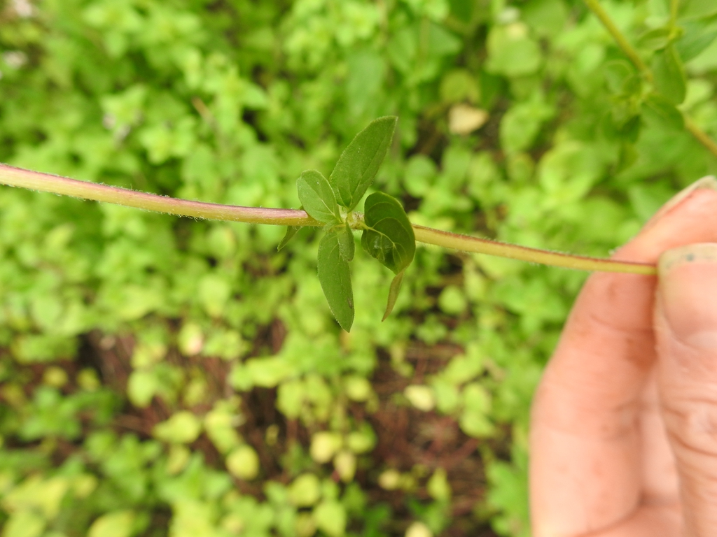 Leaves on the square stems- opposite