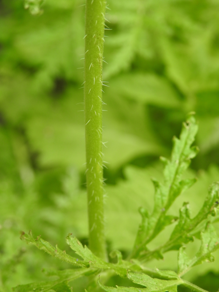Hairy stem