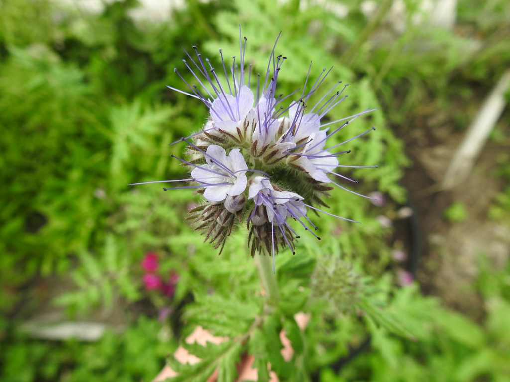 Flowers showing stamens and style extending beyond petals.