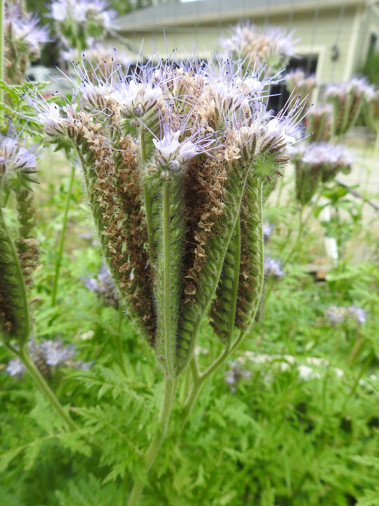 Flowers from the base to the tip.