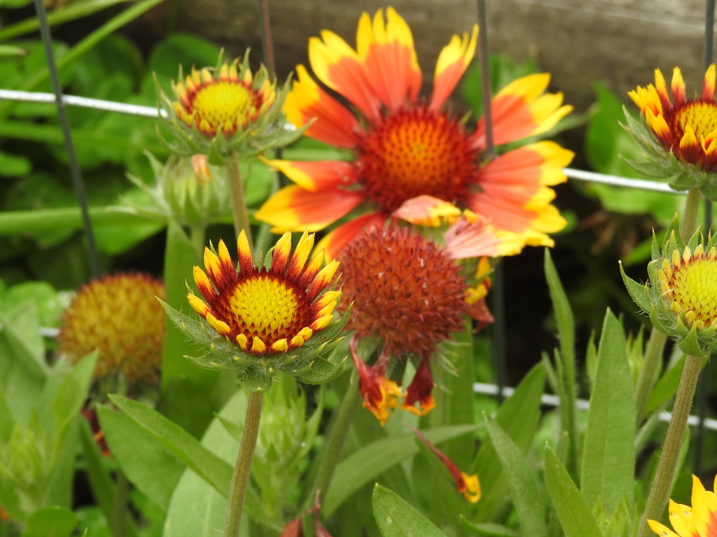 Stages of flowers, up close immature, back mature, middle fruits