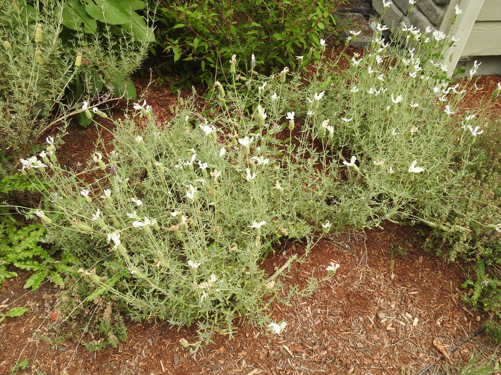 Lavandula stoechas 'Alba' form