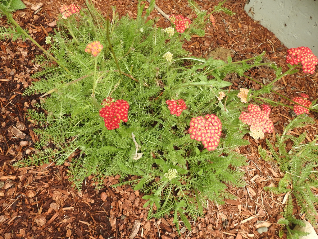 'Red Velvet' flowers