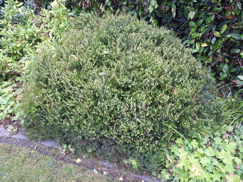 Form in the fall with flower buds.