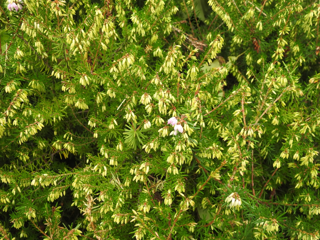 A few flowers opening in the fall.