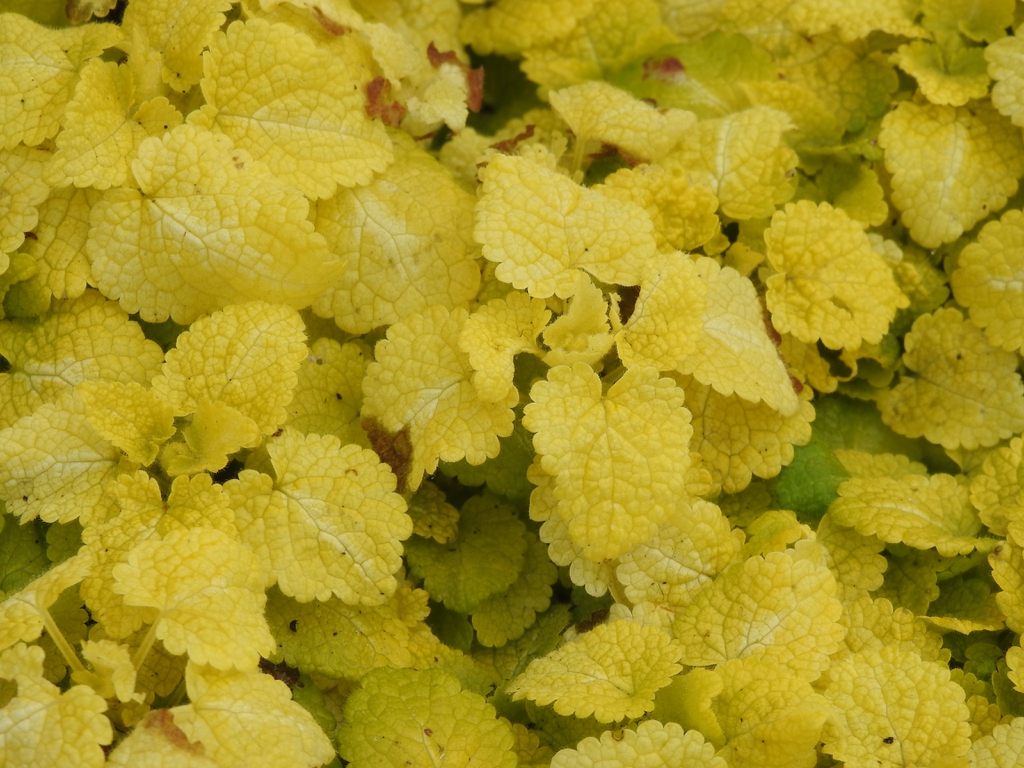 Leaves