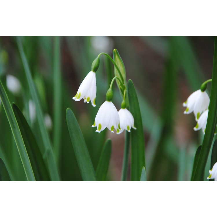Leucojum aestivum 'Gravetye Giant'