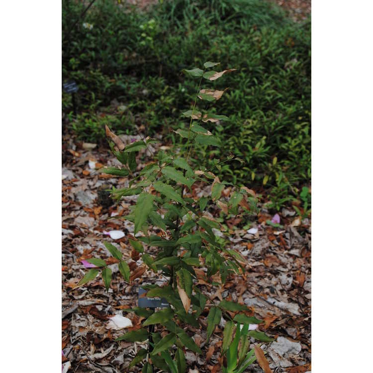 Mahonia ilicina