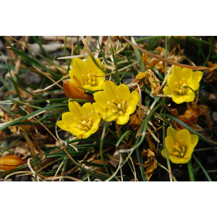 Nothoscordum sellowianum