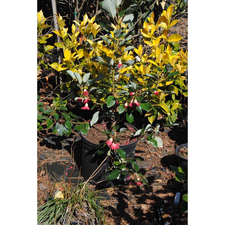 Rhodoleia henryi