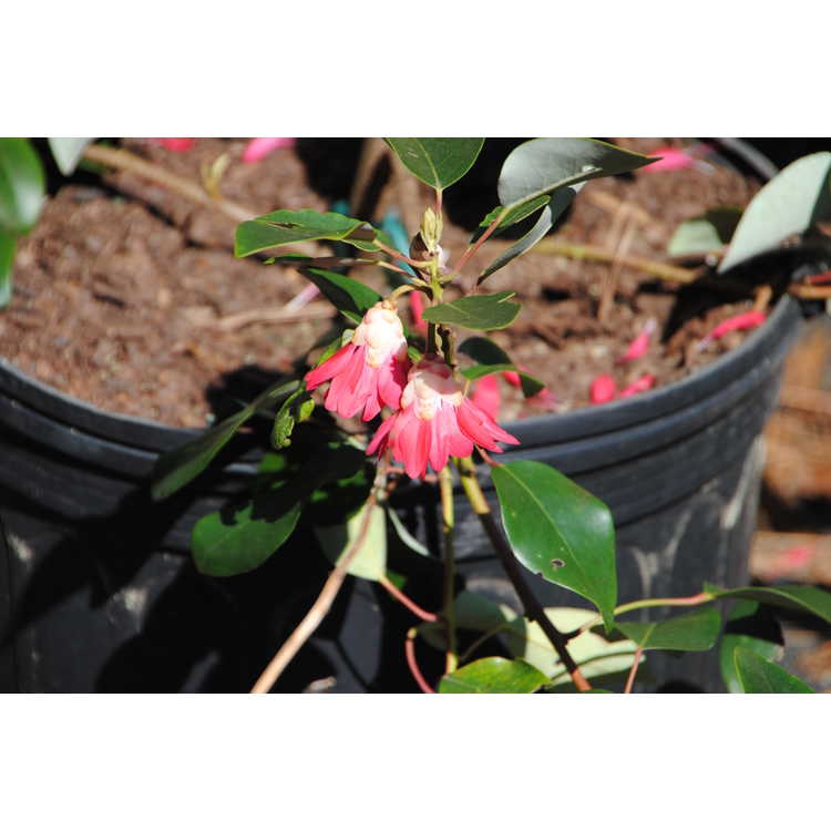 Rhodoleia henryi
